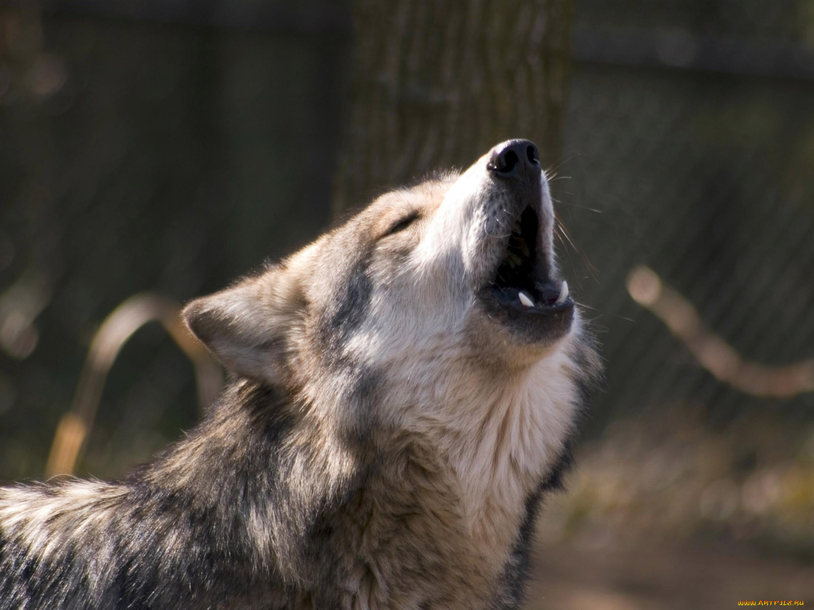 engaging, zoo, pictures, from, the, cincinnati, , 